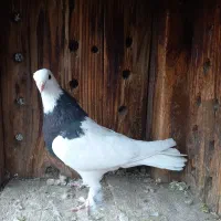 ماده رنگه وآلمانی پرشی وجفتگاه