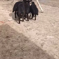 بره شیر مست