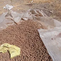 مغز گردو و گردو|خوردنی و آشامیدنی|محمدیه-قزوین, |دیوار