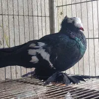 کبوتر زینتی ساکسون زیبا و خاص