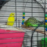 مرغ عشق فروش فوری|پرنده|سنندج, |دیوار