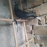 سه عدد کبوتر گرفتنی نر