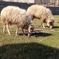 فروش گوسفند زنده مخصوص کشتار و داشتی