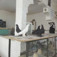 اهر قره سی