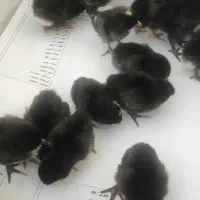 تخم نطفه دار