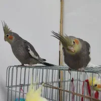 عروس هلندی نر ماده خاکستری لوتینو لپ گلی چشم شرابی|پرنده|فردیس, سپید دشت|دیوار