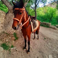 مادیون فروشی|اسب و تجهیزات اسبسواری|اسفراین, |دیوار