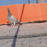 سلام دوتا گاغذی ماده خطی پنج|پرنده|دشتابی, |دیوار