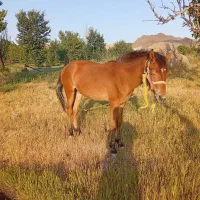 اسب|اسب و تجهیزات اسبسواری|ملکآباد, |دیوار