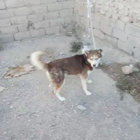 سگ هاسکی|سگ|بردسیر, |دیوار