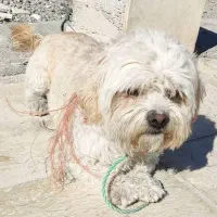 سگ خانگی شیتزو