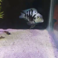 آکواریوم ۸۰ سانتی و ماهی|ماهی|پرند, فاز ۶|دیوار