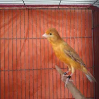 قناری|پرنده|اصفهان, گرکان|دیوار