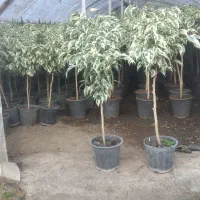 بنجامین پیوندی سطل ۴