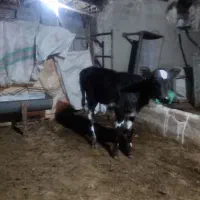 گوساله|حیوانات مزرعه|گنبد کاووس, |دیوار