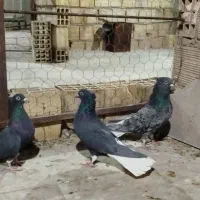 دم سفید کاکلی