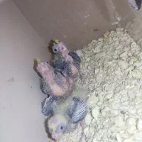 جوجه عروس هلندی|پرنده|اشنویه, |دیوار