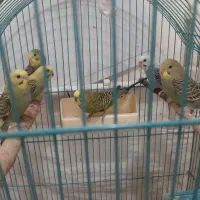 مرغ .عشق.. جوان|پرنده|تبریز, |دیوار