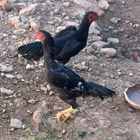 خروس گردن لرزون