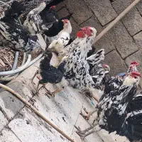 مرغ و خروس و جوجه
