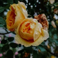 تعبیر خواب