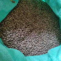 عدس سبز کانادایی