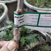 درختان مثمر و غیر مثمر جدید رسید