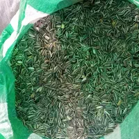 تخمه افتابگردان و سنجد  فروش فوری بصورت عمده|خوردنی و آشامیدنی|ماهنشان, |دیوار