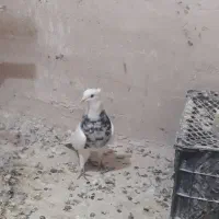 جوجه کربلایی کله سیاه|پرنده|مشهد, ادیب نیشابوری (شهرک غرب)|دیوار