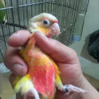 طوطی گیرینچیک یاگیرین چیک