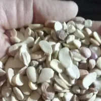 فروش لوبیا چیتی، قرمز، کپه، خرد و آشی|خوردنی و آشامیدنی|شیراز, میانرود|دیوار