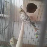 عروس هلندی|پرنده|تهران, اسکندری|دیوار
