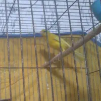 قناری نرطلایی