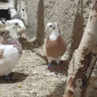 کفتر