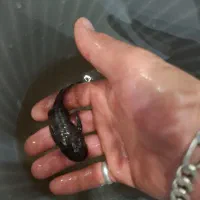 ماهی لوچ دلقک ردلاین کت پوزه|ماهی|قدس, شهرک فرزان|دیوار