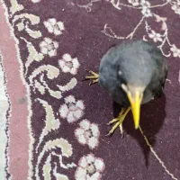 یک جوجه مینا نر دستی آماده برای آموزش دادن700