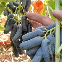 نهال انگور موندراپ و ۱۰۰نوع انگور متفاوت ریشه لخت