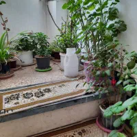 گل و گیاه|گل و گیاه طبیعی|اردبیل, |دیوار