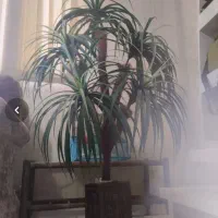 گل درختچه نخل مصنوعی پنج شاخه