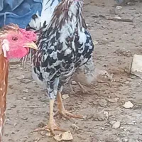 مرغ وخروس عربی در حمیدیه