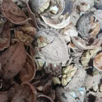 بروجرد‌هست‌گردو|کنسول، بازی ویدئویی و آنلاین|سنندج, |دیوار