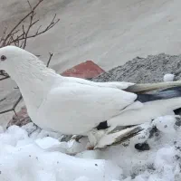 کبوتر|پرنده|تبریز, |دیوار