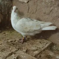 سه عدد کفتر پرشی