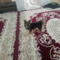 سگ نر اشپیتز پا کوتاه سوسیسی