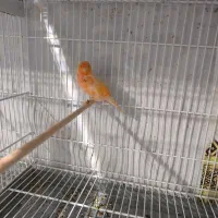 قناری ماده رد پلاک جان علی عزار|پرنده|بیرجند, |دیوار