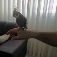 عروس هلندی باجوجه