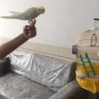 عروس هلندی لو تینو چشم شرابی