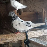 نره کاشانی