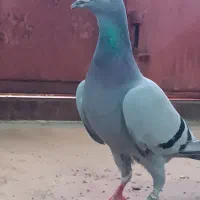 دوبر مایا|پرنده|اردبیل, |دیوار