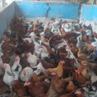 خروس محلی مرغ